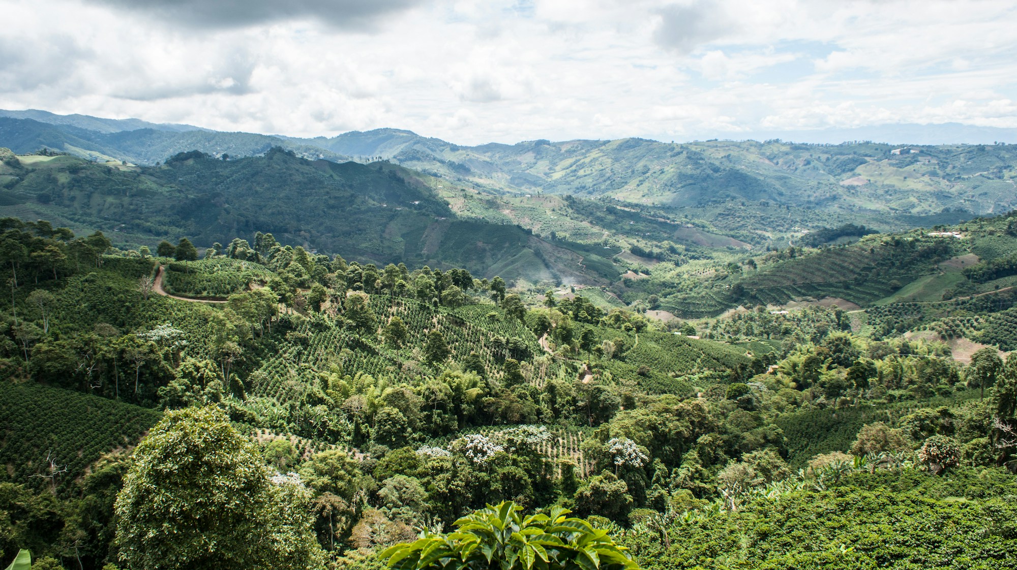 Eje Cafetero